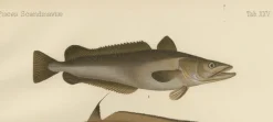Pamono Wilhelm von Wright and C. Erdmann, Hake, Blue Ling, Tadpole Fish, and Cod, 1895, Lithograph on Paper><noscript><img width=
